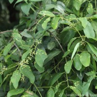Cinnamomum citriodorum Thwaites